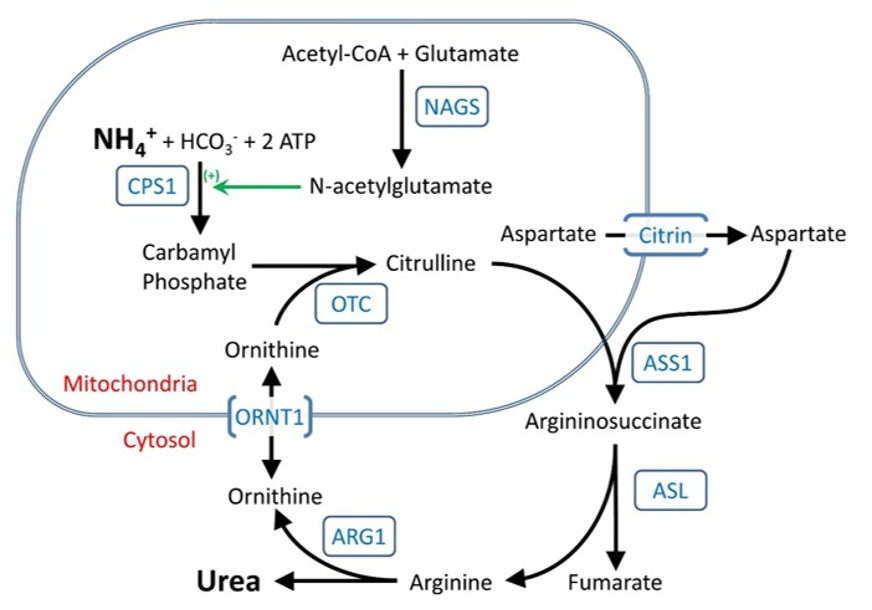 Ureasyklus