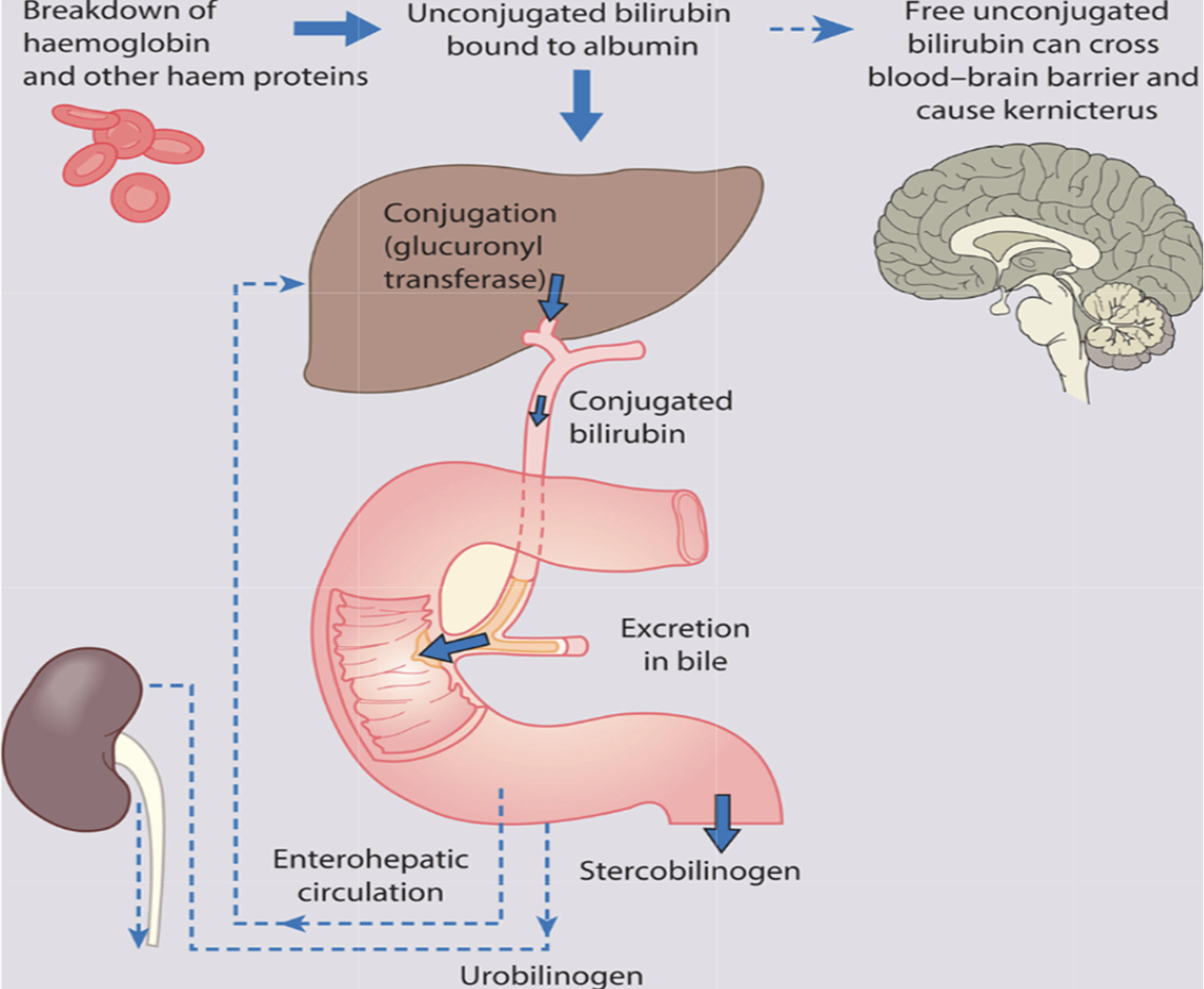 Bilirubin